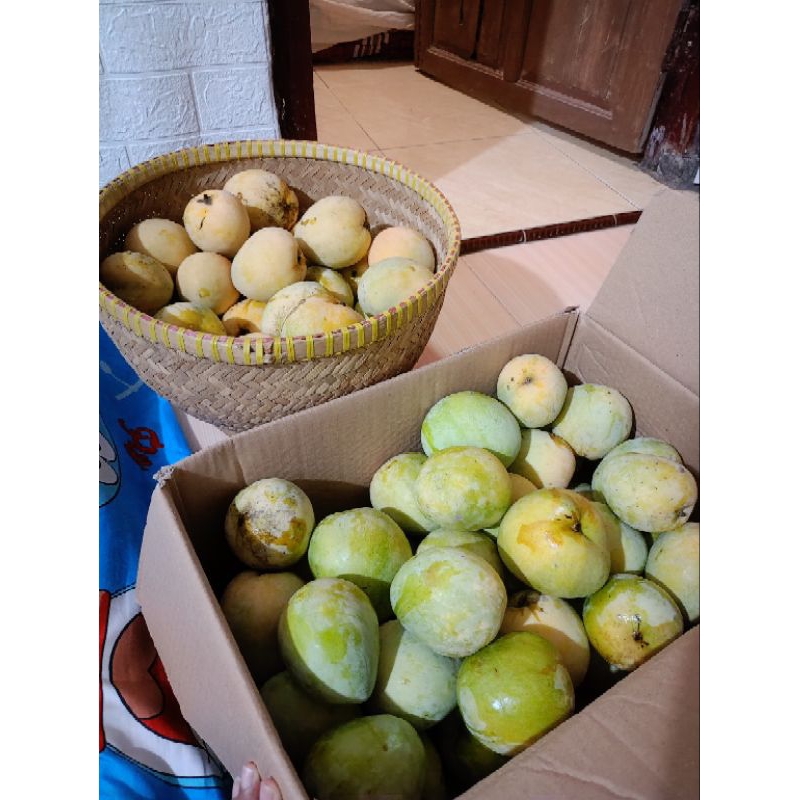 

mangga