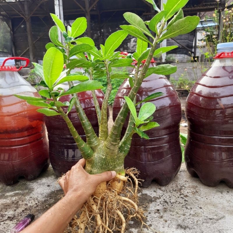 Adenium Hybrid BFNK X GODJI