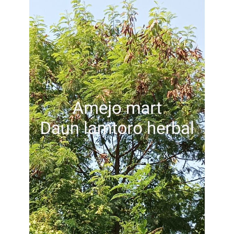 

TERMURAH DAUN LAMTORO HERBAL