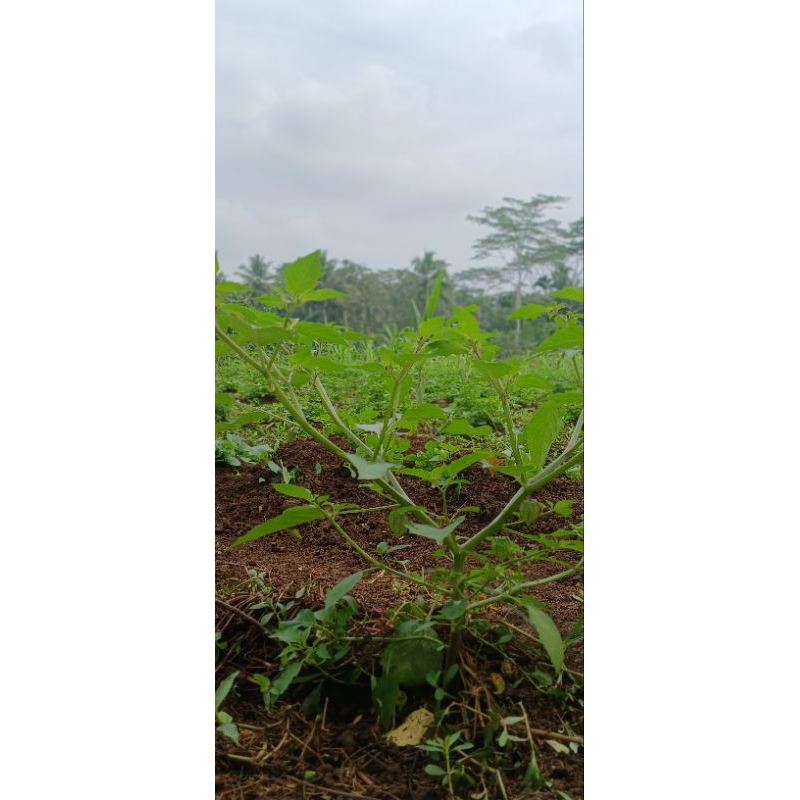 

DAUN CIPLUKAN SEGAR/CECENDET HERBAL 1kg