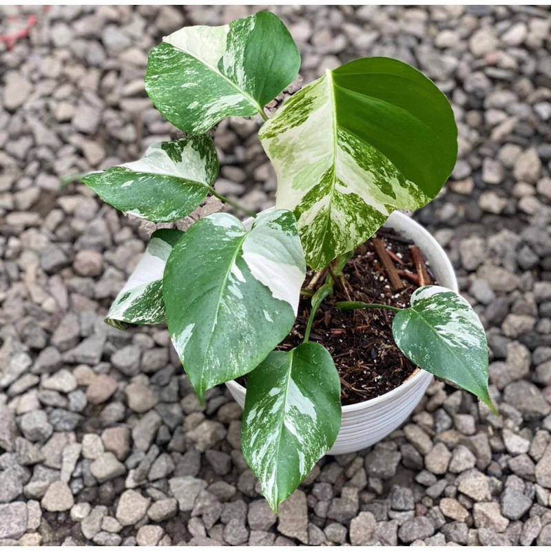 monstera white tiger varigata