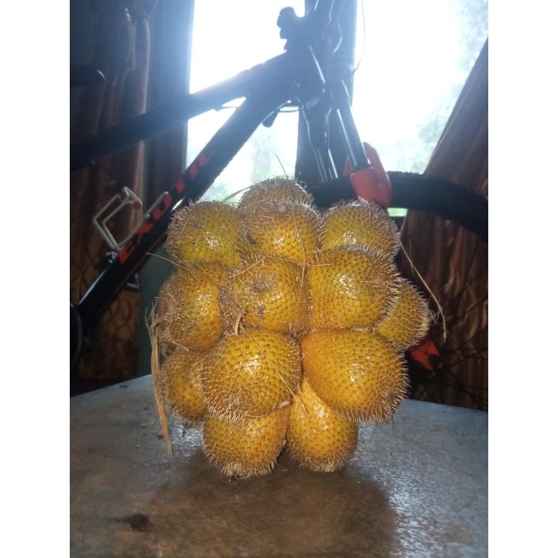 Buah Salak Gading salak kuning salak untuk obat diabetes ( 900 grm ~ 1kg )