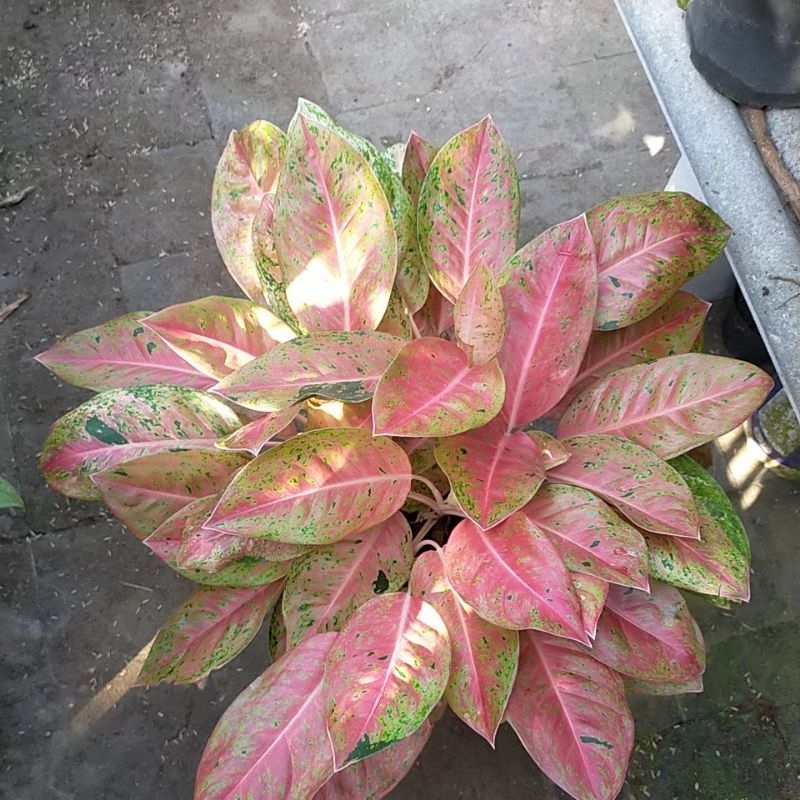 aglonema indukan bigroy  mutasi rumpun sekebon