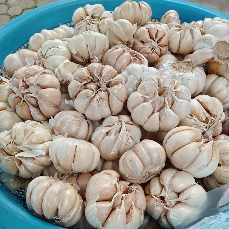 

Bawang putih sinco