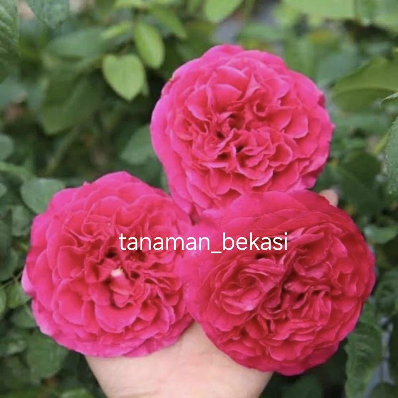 TANAMAN BUNGA MAWAR KAMPUNG