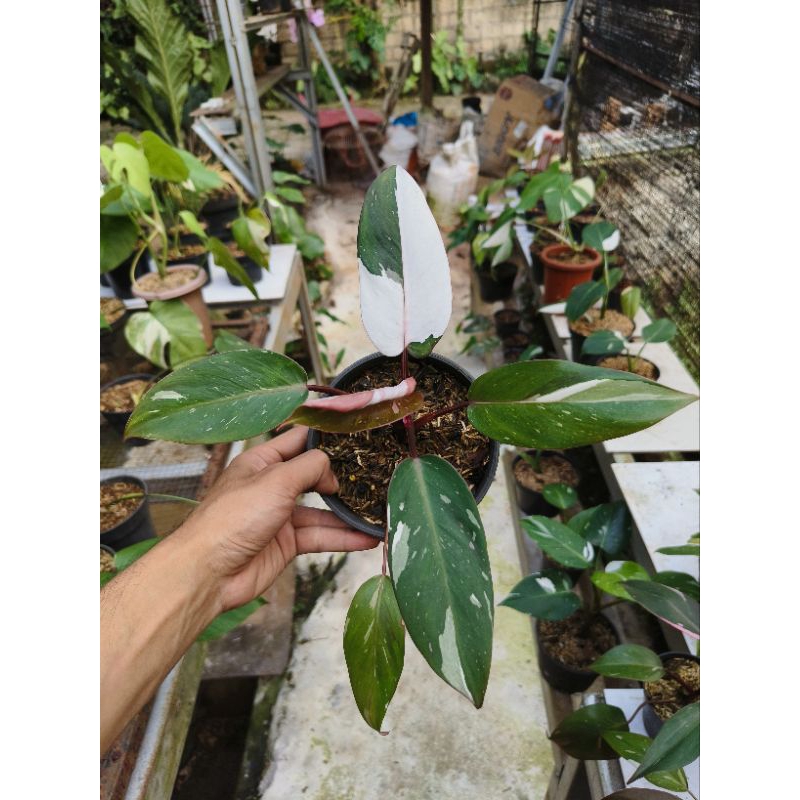 philodendron Anderson