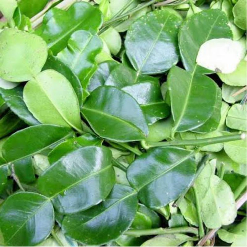 

daun jeruk/bumbu masakan/DAUN SEGAR