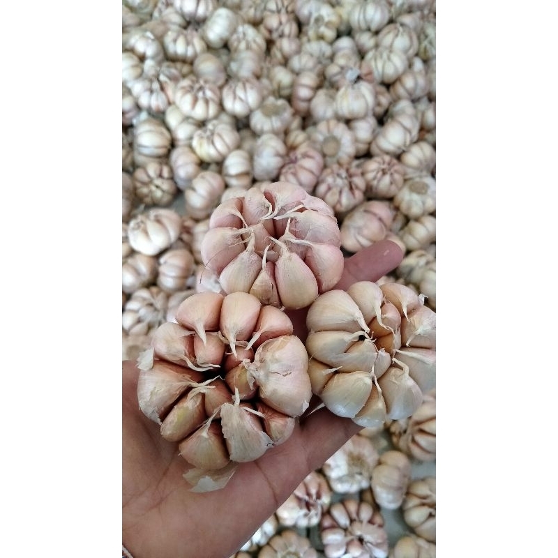 

Bawang Sinco