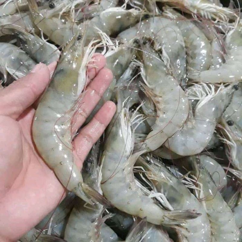 

udang vaname segar udang air tawar 1kg premium bergaransi