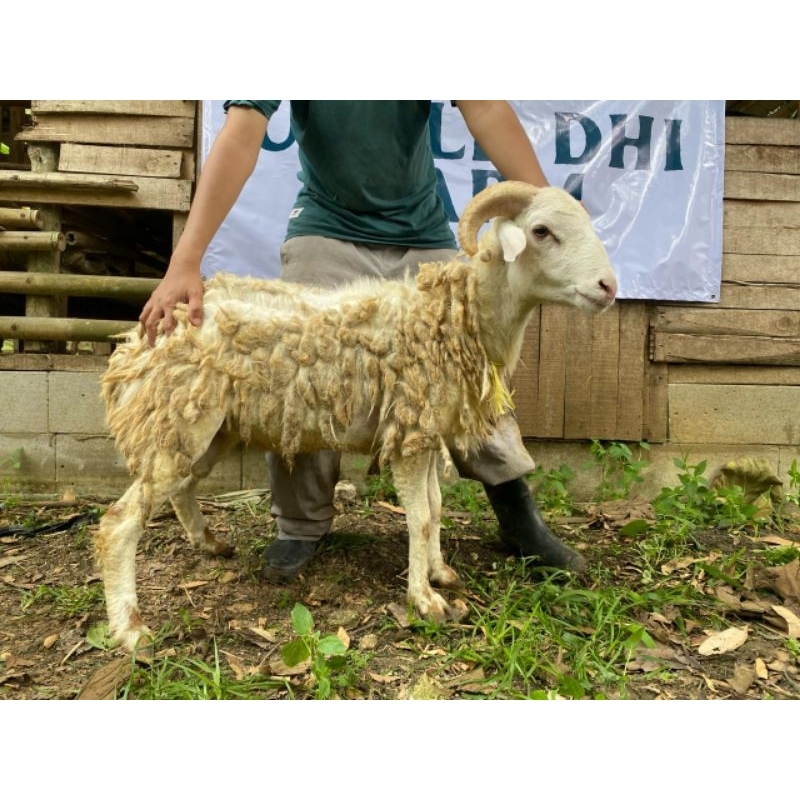 

Kambing Qurban Kelas A