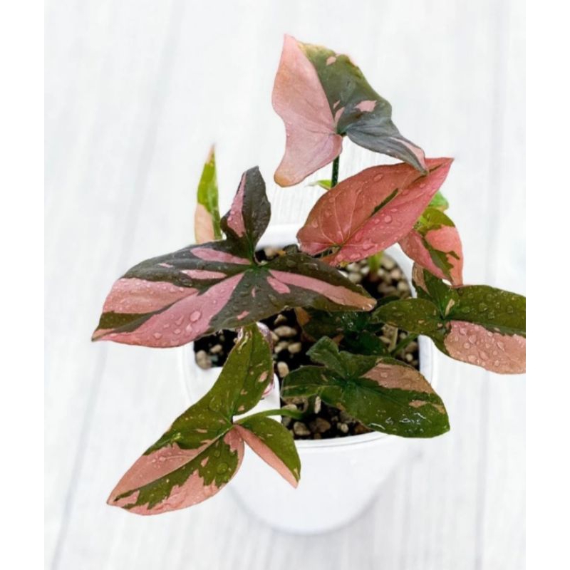 Syngonium pink splash/tanaman hias gantung/tanaman hias rambat/tanaman hias daun warna cantik.