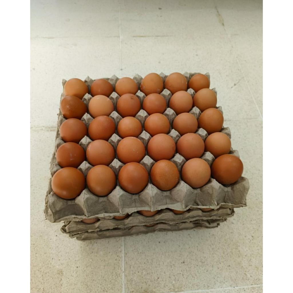 

TELUR AYAM NEGERI 1 KG ISI 15-17 BUTIR / FRESH 100%