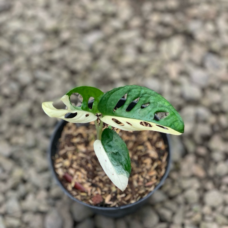 ADANSONI JAPAN || JANBOL VARIEGATA