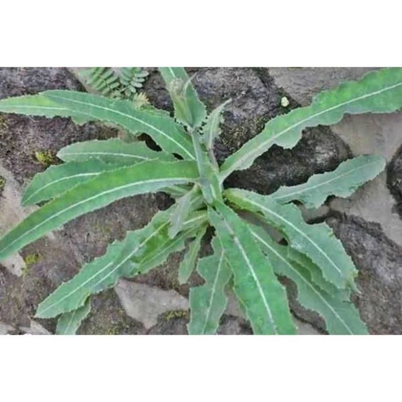 

daun tempuyang segar 500gram