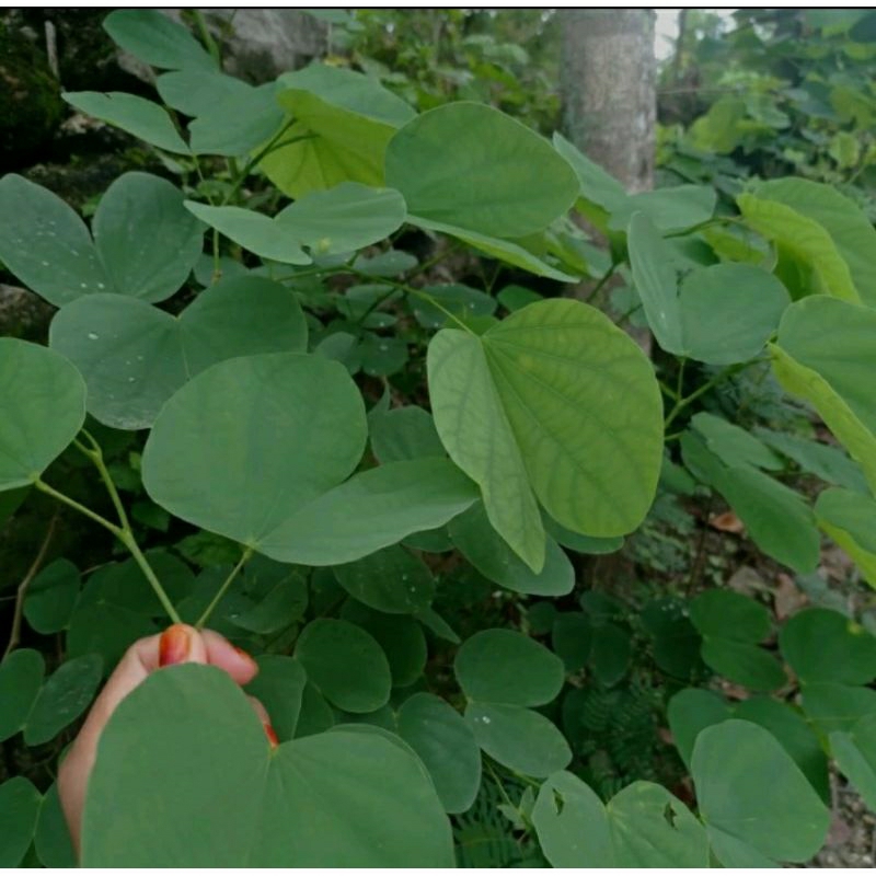 

50 gram daun tayuman /daun kupu kupu