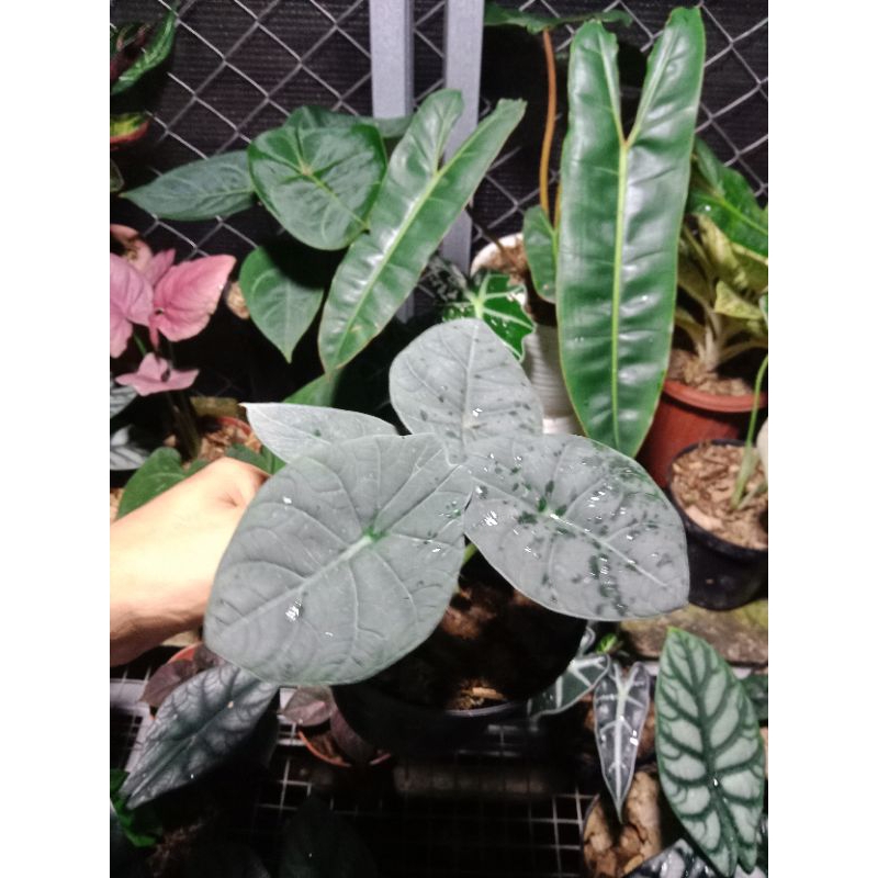 alocasia maharani