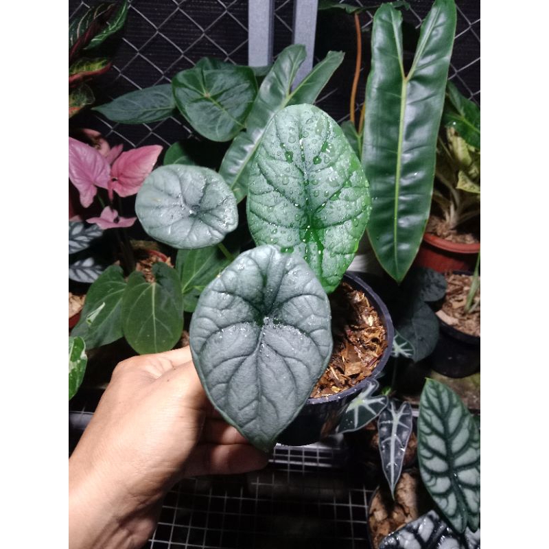 alocasia dragon moon