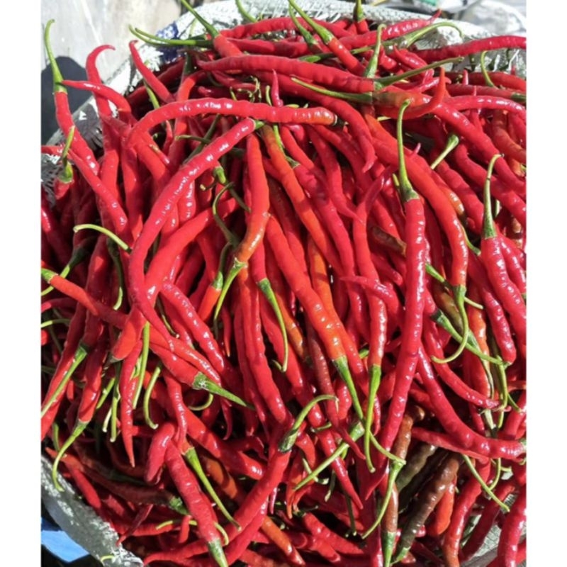 

CABAI MERAH KERITING cabai merah cabai keriting lombok merah, cabai merah berkualiatas