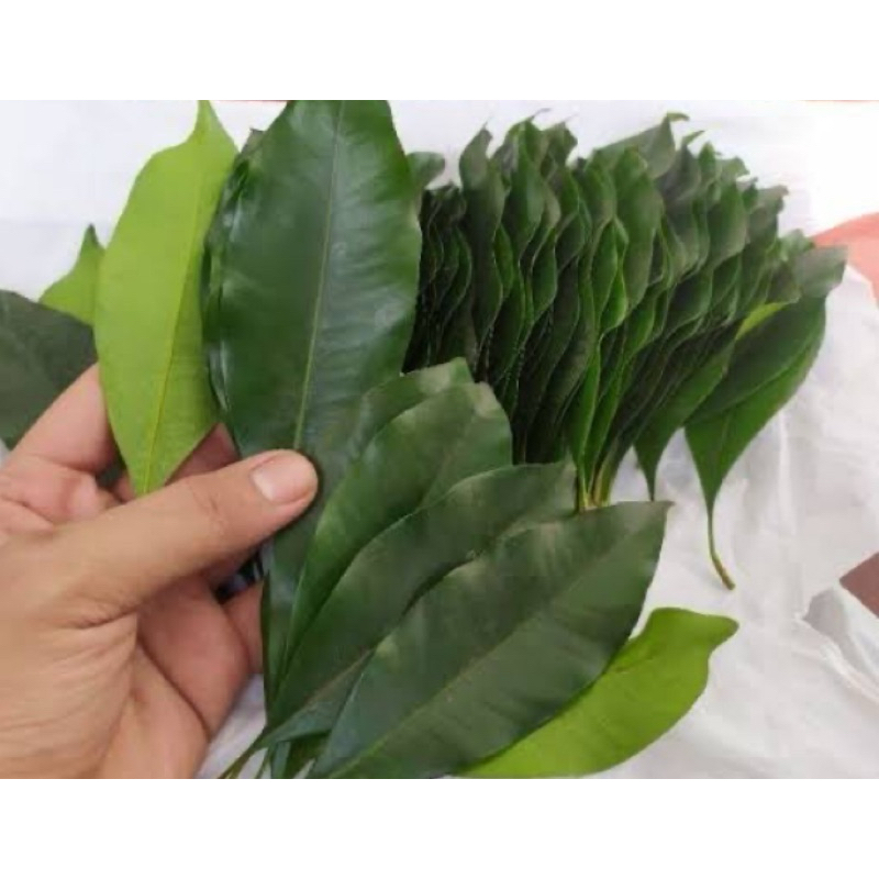 

Daun cengkeh segar daun cengkih segar organik-az