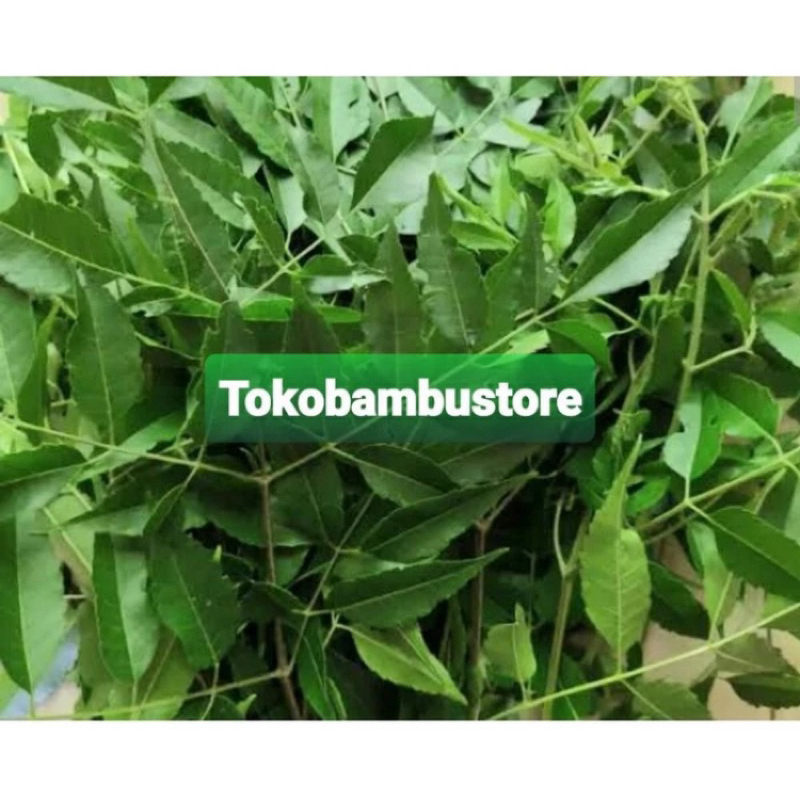 

Daun mindi segar petik langsung 500 gram-az