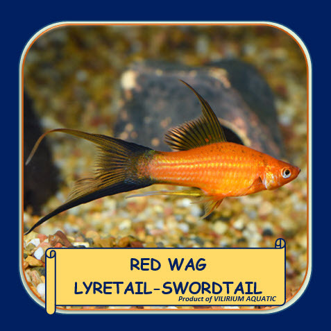 IKAN HIAS AIR TAWAR - PLATY BLACK TAIL DOUBLE SWORD / RED WAG LYRETAIL SWORDTAILS