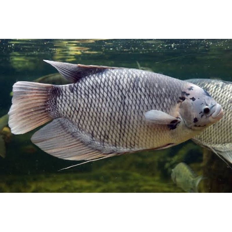 

Ikan Gurame/ Gurami 1 Kg, Utuh & Belum dibersihkan