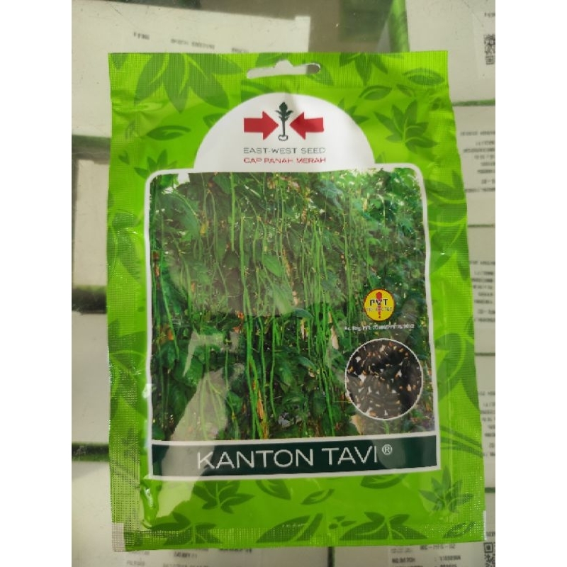 

Kacang panjang kanton tavi, kacang panjang tahan virus cap panah merah