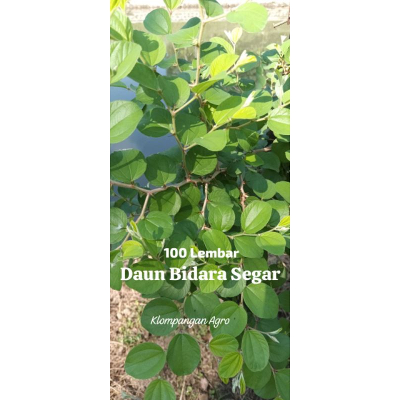

Daun Bidara Segar 100 lembar