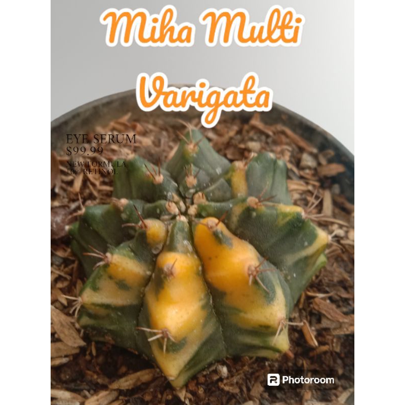 kaktus Miha Carnelian varigata