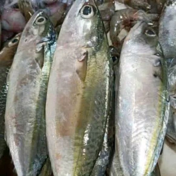 

Paket Ikan Kembung Banjar Fresh