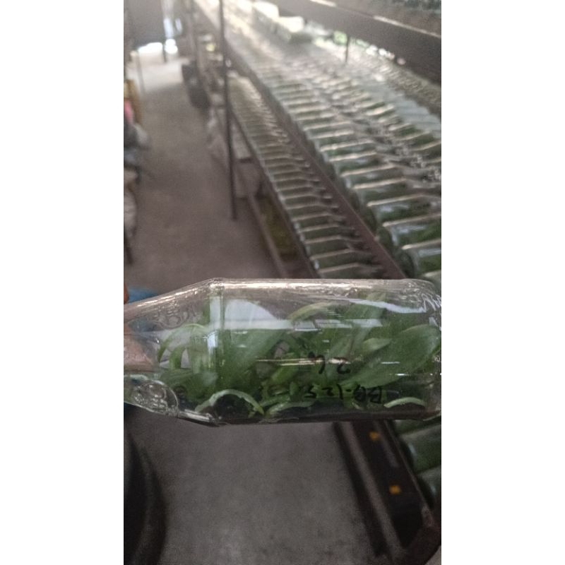 anggrek bulan bibit botol warna random bijian