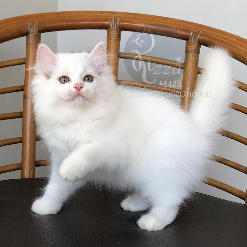 makanan kucing mainecoon pure putih salju