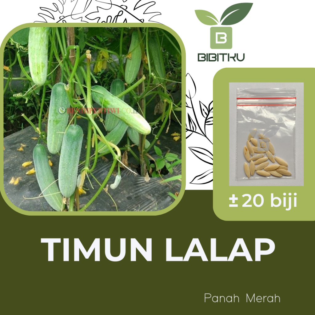 Benih Timun Lalap Vanesa Panah Merah