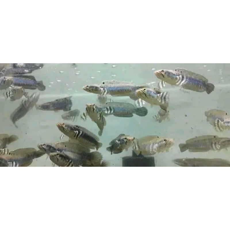 B. pulcra 6-7 cm promo