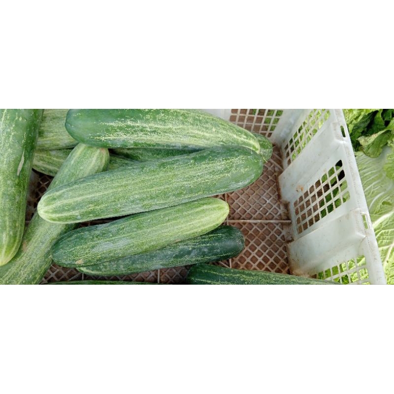 

timun jowo 500 gr, 1kg