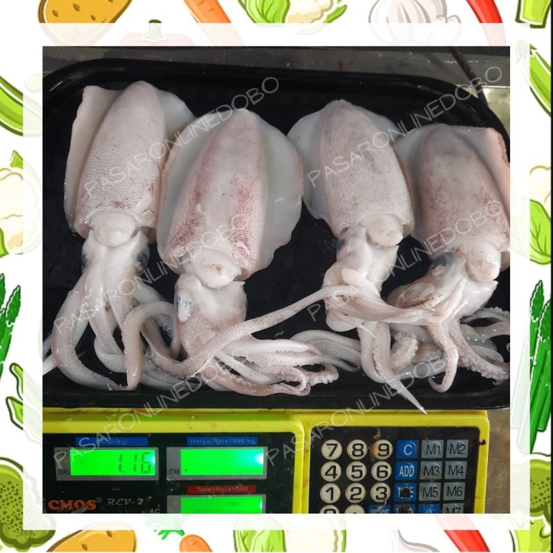 

Cumi Putih Fresh 4-6 Ekor/Kg