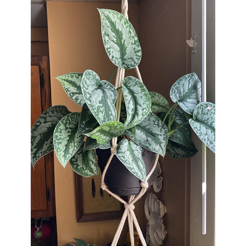 Tanaman hias Sirih gading silver - sirih silver - pohon sirih