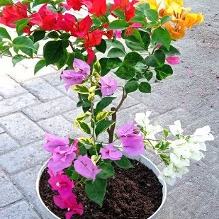 BUGENVIL 5 WARNA BATANG BESAR | BUNGA BOUGENVILLE 5 WARNA BATANG BESAR STEK RIMBUN