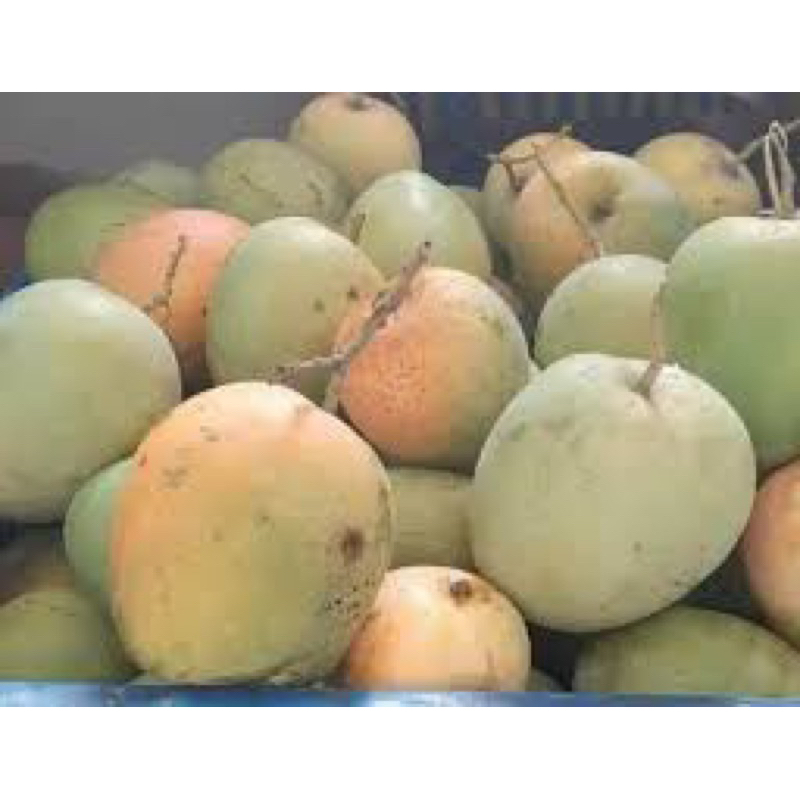 

Mangga Inderamayu 1 kg free sambal rujak