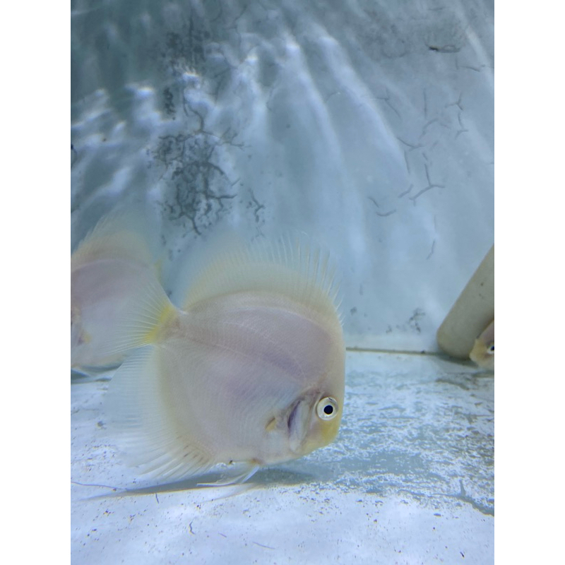 ikan discus white diamond
