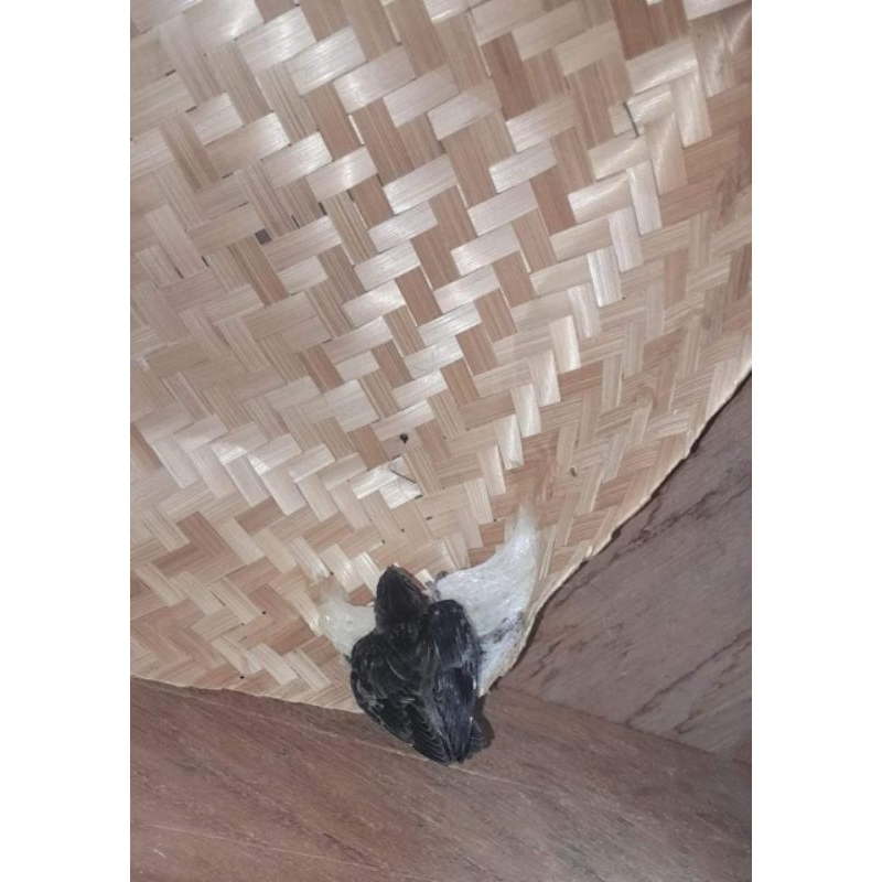 Bakul walet 20x30 isi 50 biji | besek kotak | besek walet