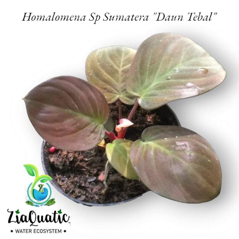 Homalomena Sp Sumatera "Daun Tebal" - Tanaman Paludarium Terrarium Indoorplant Jungleplant