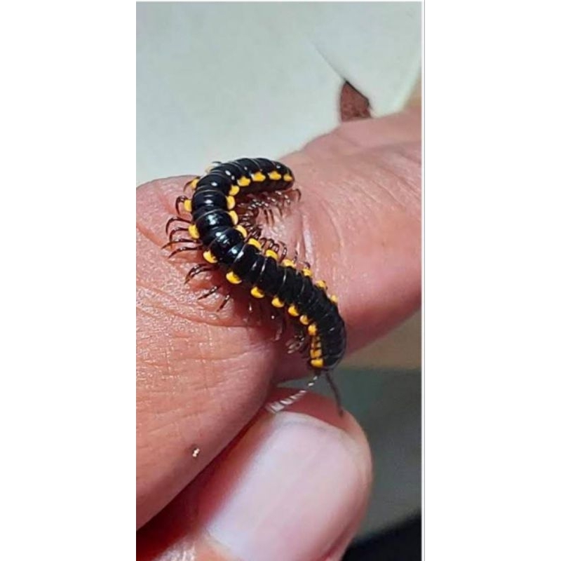 

Koleksi Ulat Gagak Tractor Milipede 10 Pcs Murah Hidup Dewasa