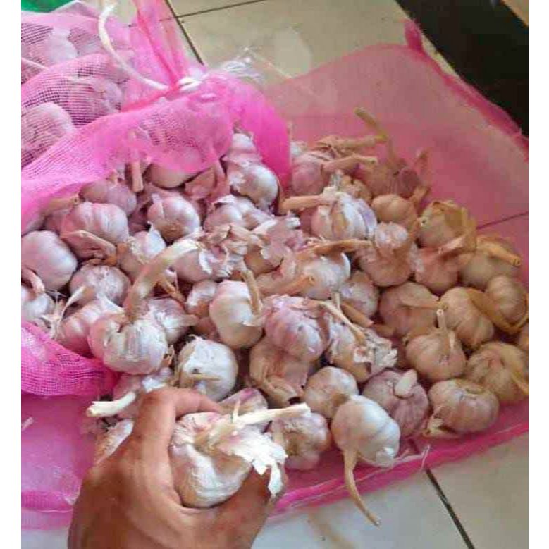 

Bawang putih kotor berat 10kg