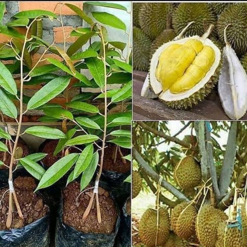 Bibit Tanaman Durian MusangKing/Bawor/Montong/Duri Hitam Kaki Tiga Bibit Unggul Hasil Okulasi Cepat 