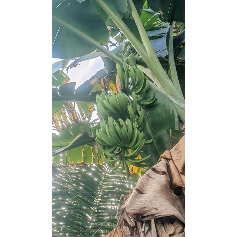 

bibit Pisang Panjang Hibrida (jumbo)