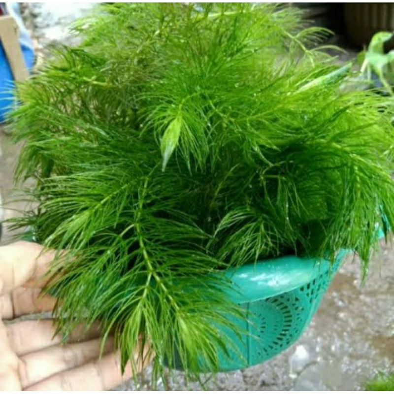 Ganggang Air Ekor Tupai