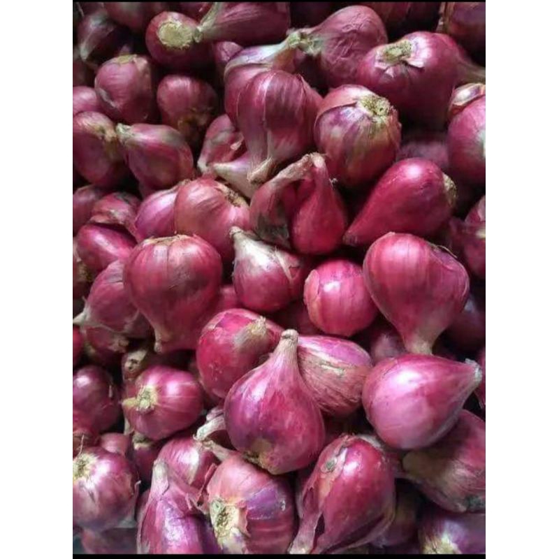 

bawang Garut super 500gr