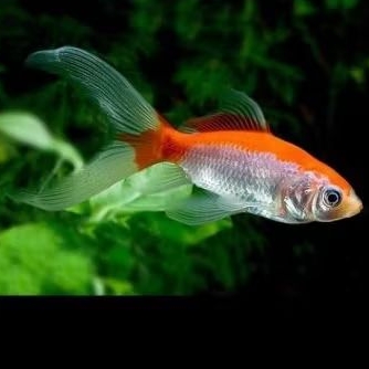 Ikan mas komet slayer