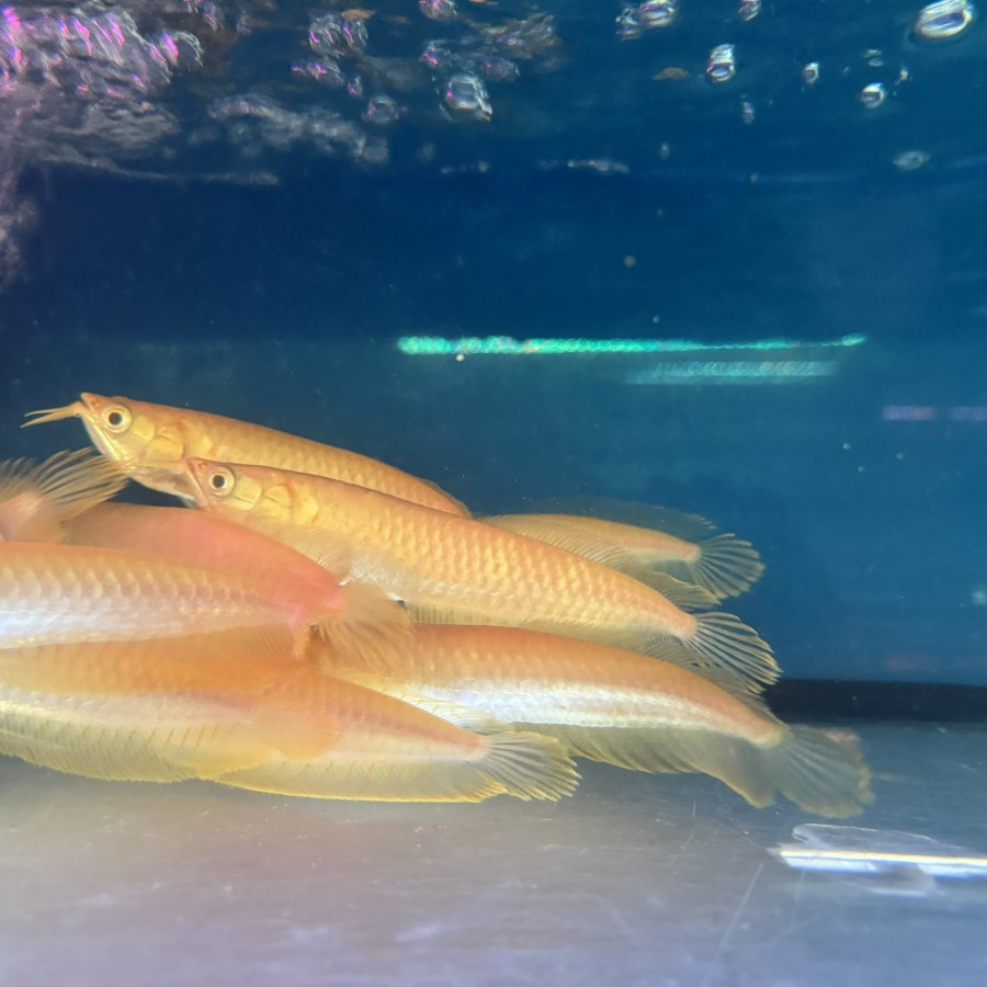Arwana Silver Albino - Ikan Hias Arowana Predator Aquarium Kolam KHUSUS GOJEK
